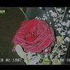 shahdwael324
