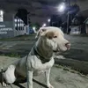 apolo.pit.bull