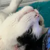 psithuristicdesire