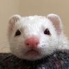 Tita Ferret