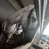 caballos952