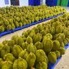 cty_huong_duong_gia_lai