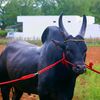 buffallo786