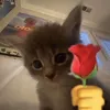 siliy.cat
