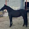 calimero966
