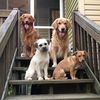 elm_furmama