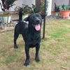3blekidog