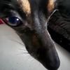 candythedachshund