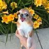 Tiền Giang Chihuahua 🐶🇻🇳