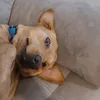 joshuarolfe6