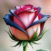 🌺ᑭᑌTᕼᗩᗰ🌺ᑭᑌTᕼᑌ🌺ᑭOOᐯE🌿🌹💘💘