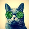 elgatogrifo420