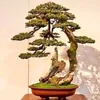 kienhxbonsai