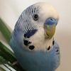 cherrythebird1