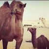 user053920145