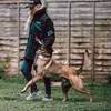 ravenk9dogtraining