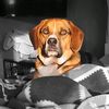 roo_bee22