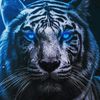 tigerspirit700