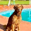 georgia_the_golden_girl