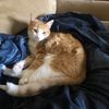 kingcoppercat