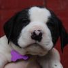 pandacakes_the_pup