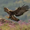 freebirdflyinghigh