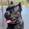 Cane corso Barney and Kliria