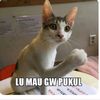 d.labut