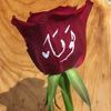 tagridmohamed