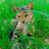pipoca_080