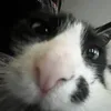 mcfatty2