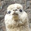 marglnpz