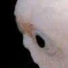 slysnake0