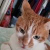 rockylovescats720
