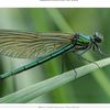 dragonfly13387