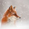 foxesrule1234