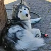 olliwolf84