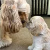 cockerspaniel.swiffer