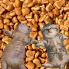 applemeomeo_9999