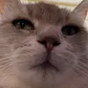 mister_chaton