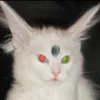 magiakitty