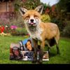 foxwithrandomcontent