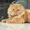 phan_hai82