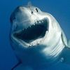 sparky_the_shark