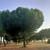 pepesevillanito