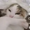 leonaxo08