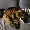soulcat1