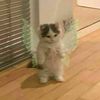 pan_sabrooso