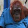 da_blue_monke