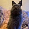 stickybunbun1